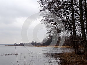 Trees without leaves in spring time by the lake