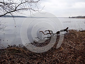 Trees without leaves in spring time by the lake