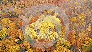 Trees Leaves Wind Blown Autumn Nature Scene Fall Color