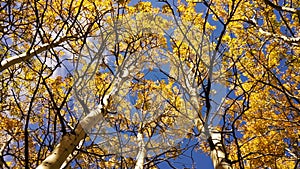 Trees Leaves Wind Blown Autumn Nature Scene Fall Color
