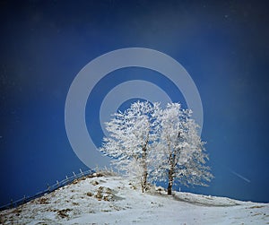 Trees and leaves in the winter , remarkable winter landscape in the forest