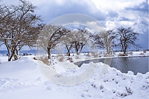 Trees without leaves during winter season