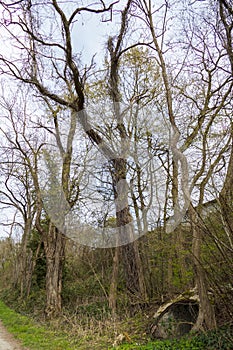 Trees with lianas in the forest near Iffezheim