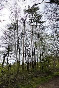 Trees with lianas in the forest near Iffezheim