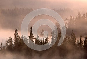 Trees and Lifting Fog