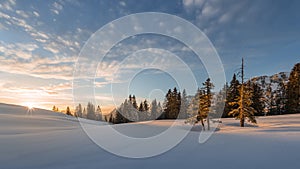 Trees lighted from sunset at snow field