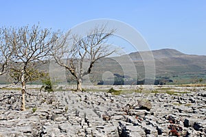Trees, limestone pavement and Whernside Yorkshire