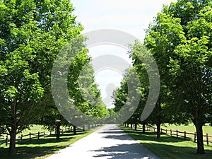Trees line a country lane on a sunny summer day