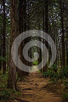 Trees in a line in a forest with dirt path