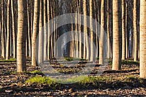 Trees in line inside forest