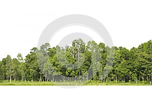 Trees line isolated on a white background