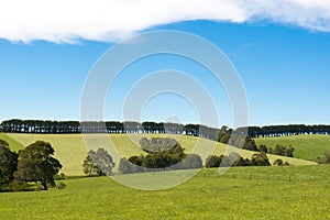 Trees in line over meadows, Southern Australia