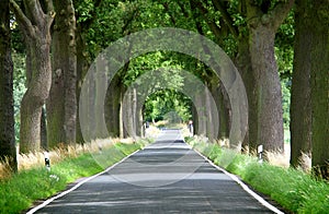 Trees lined country road