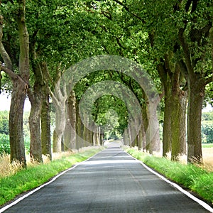 Trees lined country road