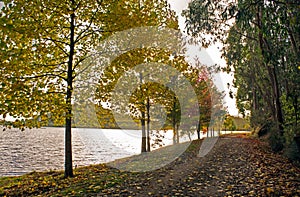 Trees lined up in front of the lake in fall with pretty colors