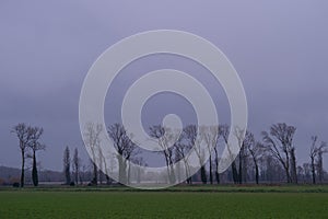 Trees lined up in a green field on a cloudy day