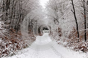 Trees lined up next to road in winter