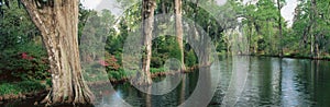 Trees lining a river