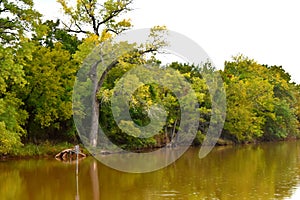 Trees lining the shore line at Martin Park, Landscape Photo