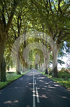 Trees lining straight road