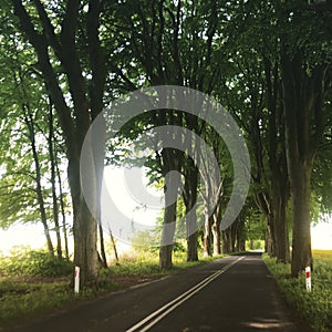 Trees lining straight road