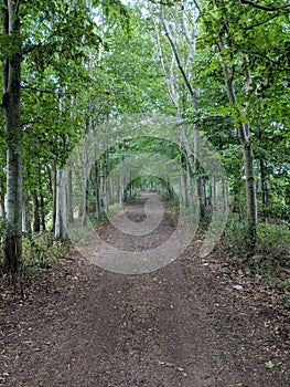 Trees lining a trailway