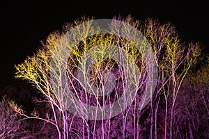 Trees lit by coloured floodlights