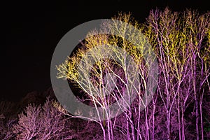 Trees lit by coloured floodlights