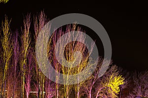 Trees lit by coloured floodlights