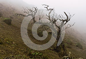 Trees in Lomas de Lachay, Natural Reserve in Lima Peru photo