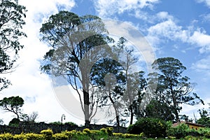 Trees looking in front of blue sky behind