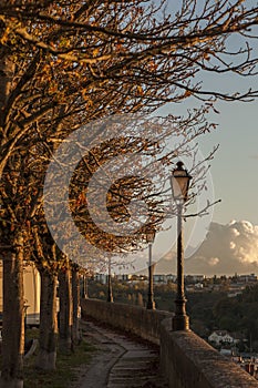 Trees losing their dead leaves by the ramparts in AngoulÃªme, France