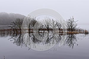Trees in Lough Key foggy and flooded during winter
