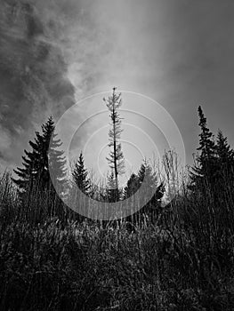 Trees in low angle view and dramatic clouds in black and white