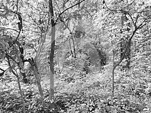Trees and Lush Forest in Black and White in May in Spring