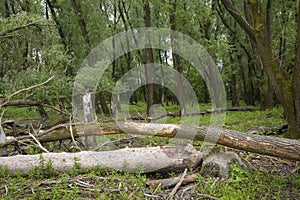 Trees lying on the ground of a wetlands forest.