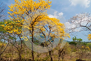 Trees and Maderas volcano on Ometepe island, Nicarag