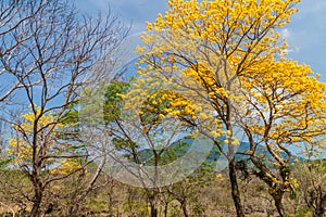 Trees and Maderas volcano on Ometepe island, Nicarag