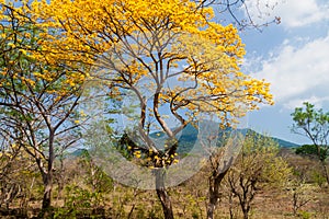 Trees and Maderas volcano on Ometepe island, Nicarag