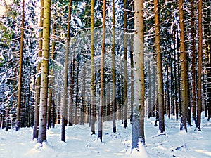 Trees magicwoods winter