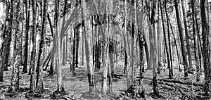 Trees makes perfect pose