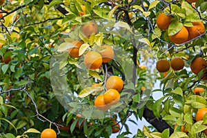 Trees with mandarinas typical in the Sevilla, Spain