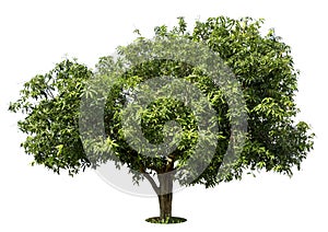 Trees mango tree isolated