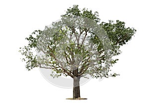 Trees mango tree isolated on white