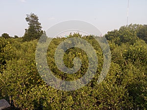 Trees in mangroove forest