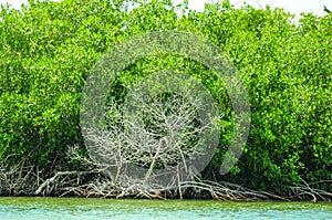 Trees in a mangrove lagoon