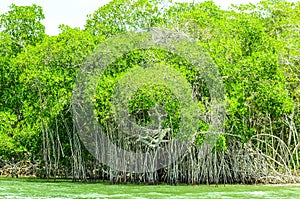 Trees in a mangrove lagoon