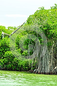 Trees in a mangrove lagoon