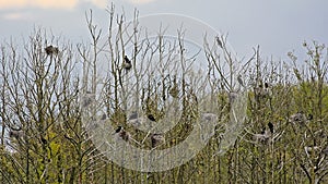 Trees with many cormorant nests