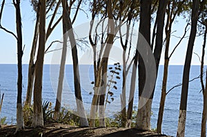 Trees at  Marbella coast